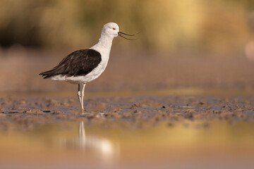 Avoceta andina