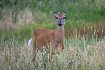 whitetail doe deer in the grass