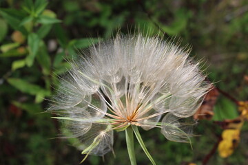 Silky Soft Wildflower Seed Head