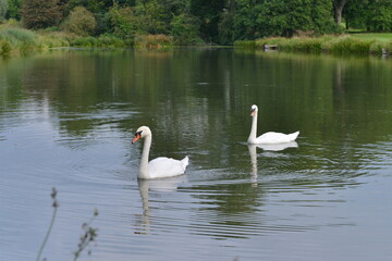 Naklejka na ściany i meble Swans on the lake