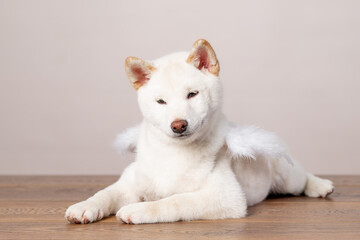 white new year christmas shiba inu shikoku hokkaido dog - obrazy, fototapety, plakaty