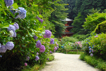 岩船寺　紫陽花と三重塔　京都府木津川市