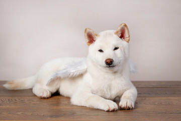 white new year christmas shiba inu shikoku hokkaido dog