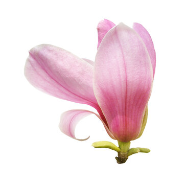 Pink Magnolia Bud Isolated On White