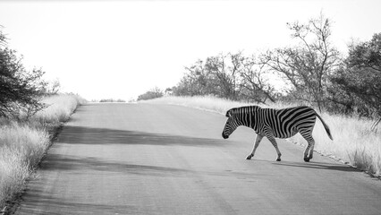 Fototapeta na wymiar zebra crossing the road