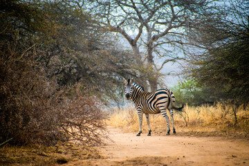 Fototapeta na wymiar zebra in african savanna