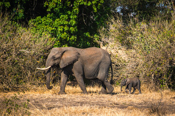 Fototapeta premium baby elephant with its mom