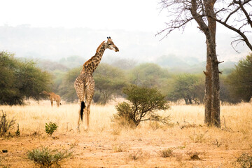 giraffe in african savanna
