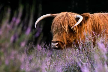 Fond de hotte en verre imprimé Highlander écossais vache highland écossaise