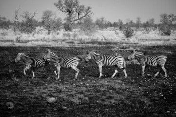 Fototapeta na wymiar zebras in african savanna