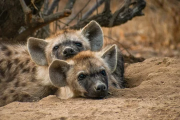 Foto op Canvas hyena& 39 s © jeopalu