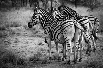 zebras in african savanna
