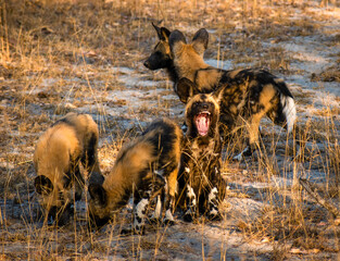 wild dogs