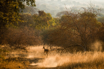 impalas running