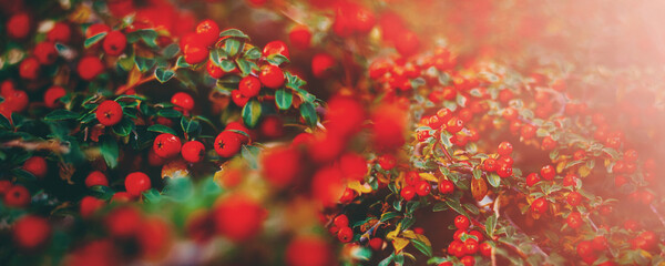 Nature Background Wild nature - red berries meadow - 489107791