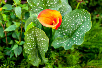 Beautiful orange lily flower with spotted leaves.