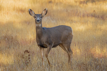 mule deer doe in the grass in the morning