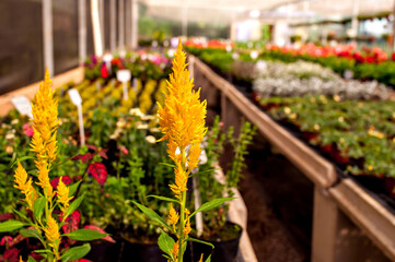 Beautiful yellow flower in the greenhouse.