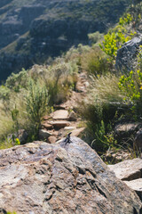 small lizard on a rock in the mountains