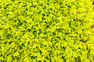 Yellow or green plants garden texture background.