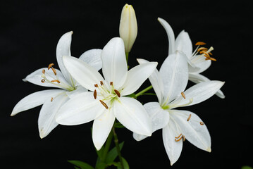 Obrazy na Plexi  黒バックの白いスカシユリの花