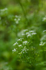 チャービルの花