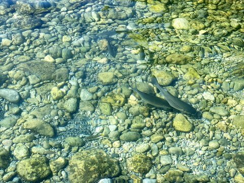 Fish in sea water. Clear transparent sea water with pebbles, stones, gravel seabed.  Clean summer ocean waters. Pebble beach by Mediterranean coast. Fishing, relaxation, summertime, seascape.