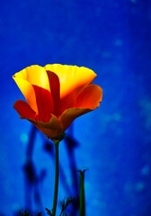 Golden Poppy