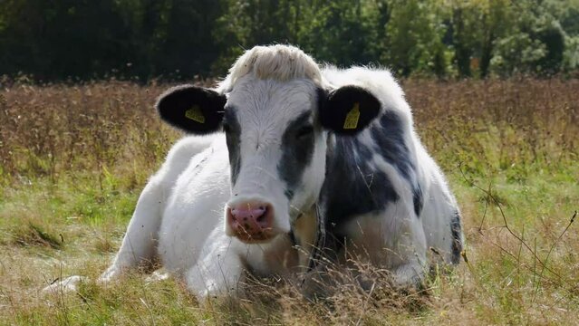 Cow sitting /lying in the meadow grass, flicking flies off it's face 