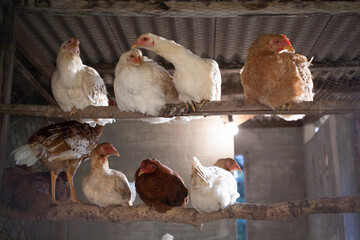chicken resting