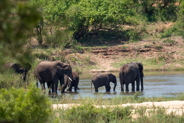 Fototapeta premium Aftican elephants in Kruger