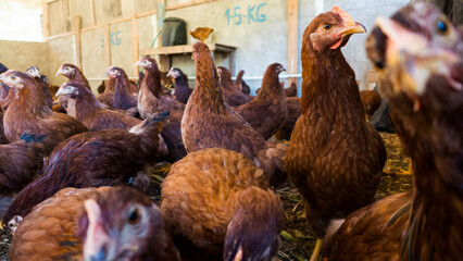 chicken for eggs embrapa 51