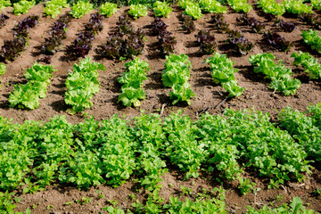 Organic crop lettuce