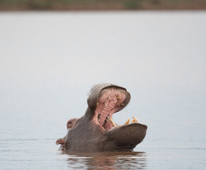 Hippo in Kruger National Park
