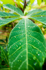 Mandioca leaf
