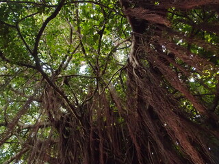 千本足のガジュマル