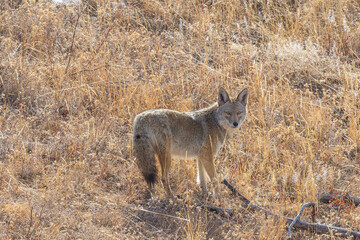 coyote in a field in the morning