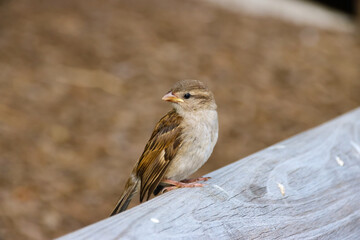 small bird on pier