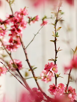 Spring flowers - pink chaenomeles