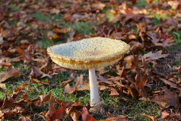 Large Wilting mushroom with autumn leaves in background