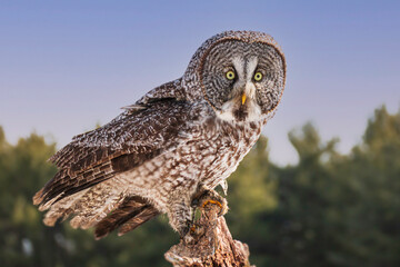Fototapeta premium Great grey owl, Strix nebulosa perched on a post