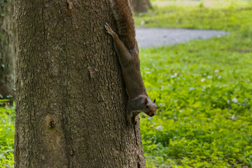 Obraz premium squirrel on tree