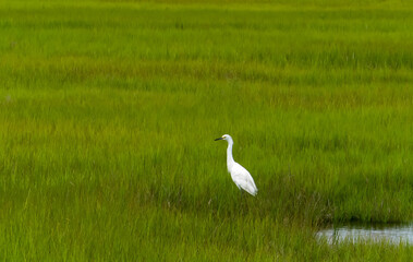 white crane on the grass