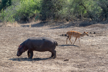 Hippopotamus [hippopotamus amphibius] next to nyala antelope in Africa