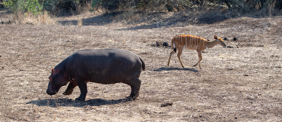 Fototapeta na wymiar Hippopotamus [hippopotamus amphibius] next to nyala antelope in Africa