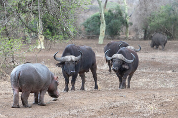 Hippo [hippopotamus amphibius] facing off before fighting three cape buffalo bulls in Africa