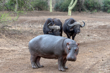 Single Common Hippopotamus [hippopotamus amphibius] facing off before fighting two cape buffalo...