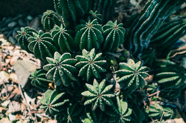 cactus in the garden