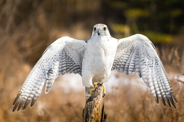  Arctic Gyrfalcon spreading wings while perching on a pole.