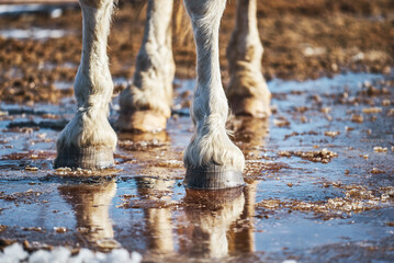 Close-up of the legs and hooves of a gray horse standing in a spring puddle. Melting snow. Spring...